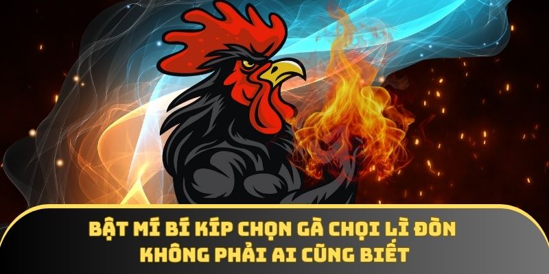 Bật mí bí kíp chọn gà chọi lì đòn không phải ai cũng biết