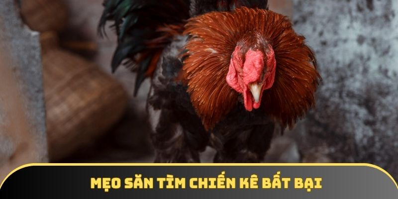 Mẹo săn tìm chiến kê bất bại Mẹo săn tìm chiến kê bất bại