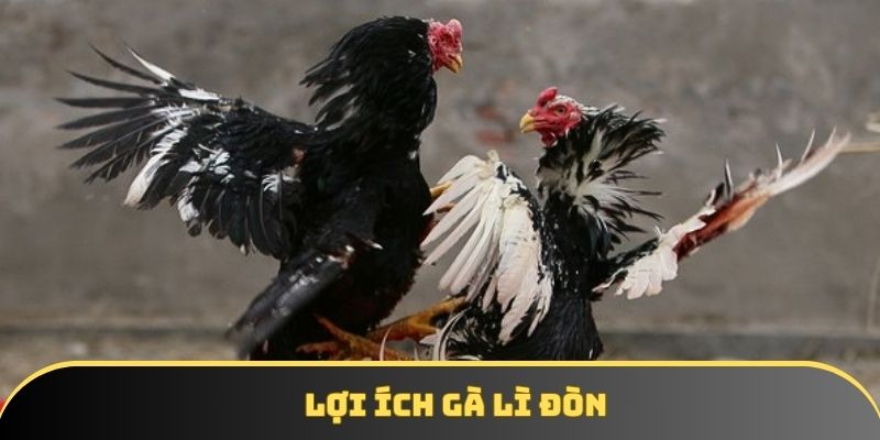Lợi ích gà lì đòn Lợi ích gà lì đòn