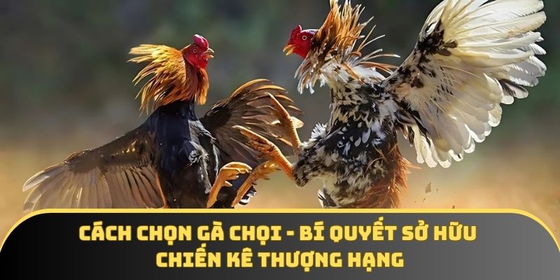 Cách chọn gà chọi – Bí quyết sở hữu chiến kê thượng hạng