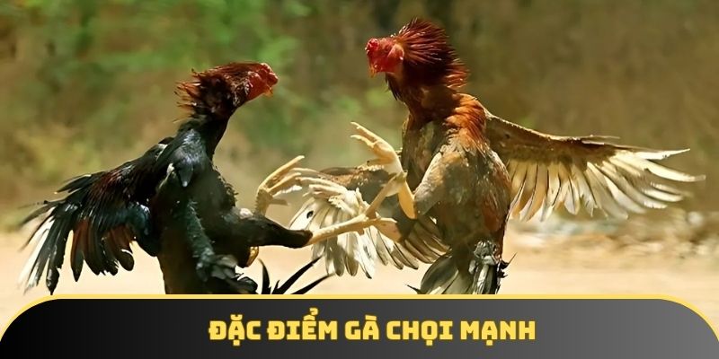 Đặc điểm gà chọi mạnh