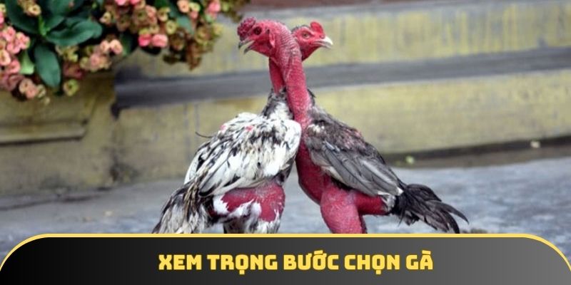 Xem trọng bước chọn gà
