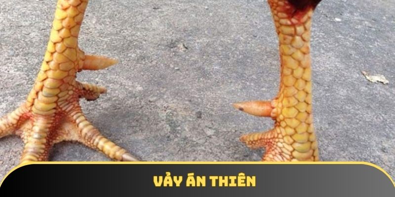 Loại Án Thiên hiếm gặp trong giới chọi kê Loại Án Thiên hiếm gặp trong giới chọi kê
