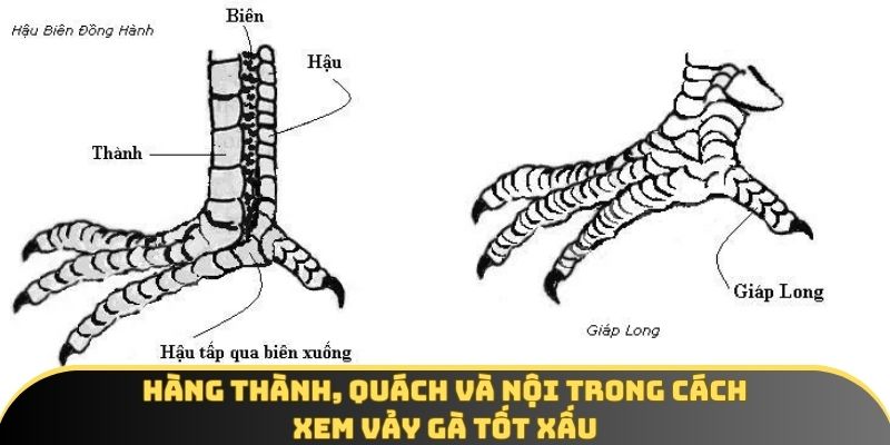 Các hàng quan trọng khi nhận biết vảy gà Các hàng quan trọng khi nhận biết vảy gà