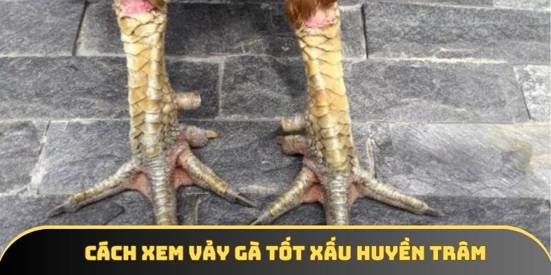 Huyền Trân được chuyên gia trong ngành đánh giá cao Huyền Trân được chuyên gia trong ngành đánh giá cao