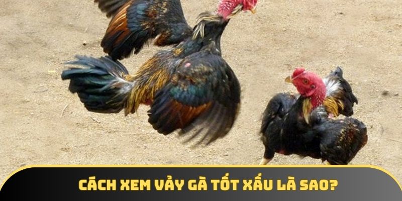 Tìm hiểu cách xem vảy gà tốt xấu chi tiết Tìm hiểu cách xem vảy gà tốt xấu chi tiết