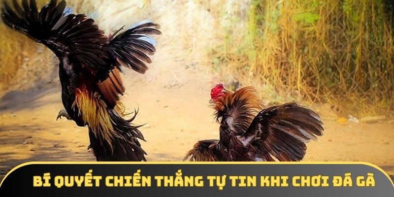 Bí quyết chiến thắng tự tin khi chơi đá gà Bí quyết chiến thắng tự tin khi chơi đá gà
