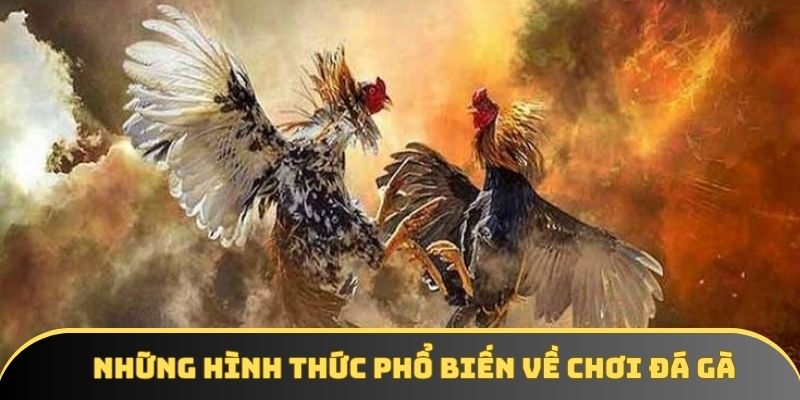 Những hình thức phổ biến về chơi đá gà Những hình thức phổ biến về chơi đá gà