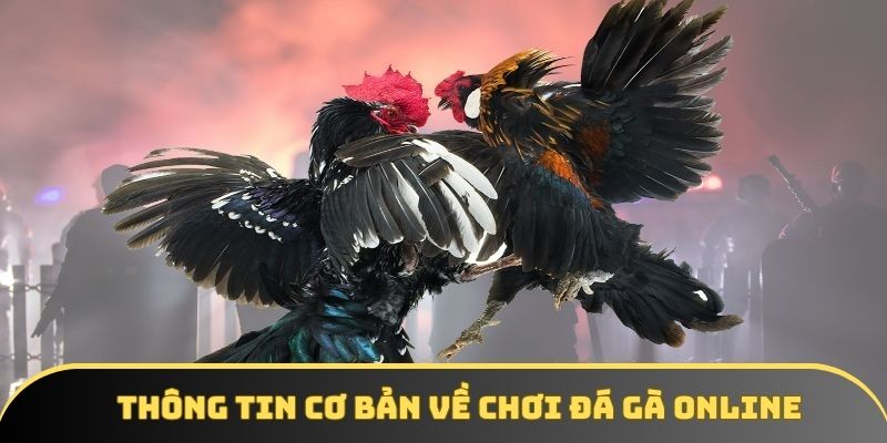 Thông tin cơ bản về chơi đá gà online Thông tin cơ bản về chơi đá gà online
