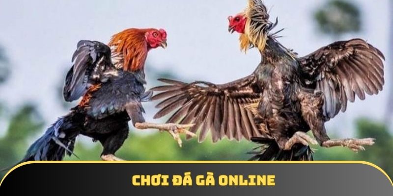 Chơi đá gà online – Giải trí kịch tính thắng lớn mỗi ngày