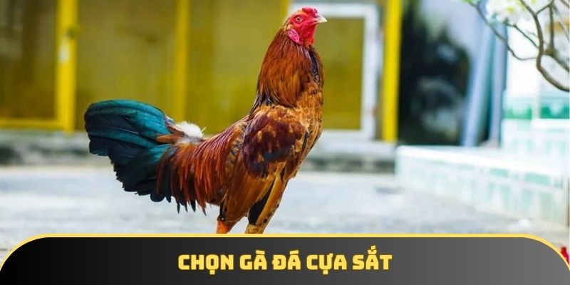 Chọn gà đá cựa sắt - Tiêu chí vàng sở hữu chiến kê xuất sắc