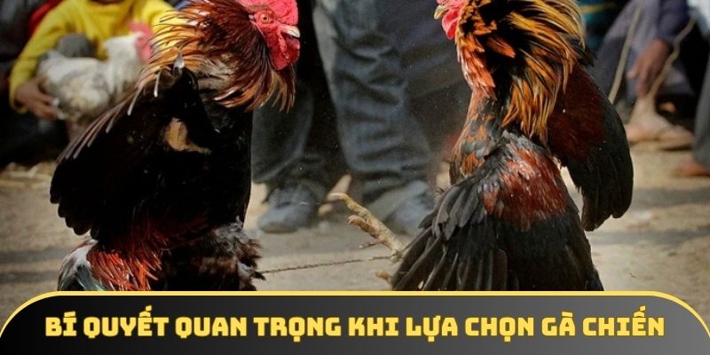 Bí quyết quan trọng khi lựa chọn gà chiến Bí quyết quan trọng khi lựa chọn gà chiến