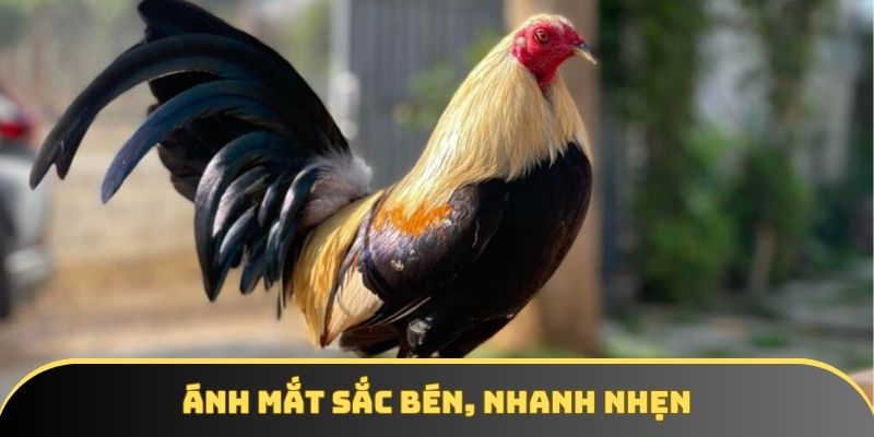 Ánh mắt sắc bén, nhanh nhẹn Ánh mắt sắc bén, nhanh nhẹn