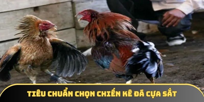 Tiêu chuẩn chọn chiến kê đá cựa sắt Tiêu chuẩn chọn chiến kê đá cựa sắt