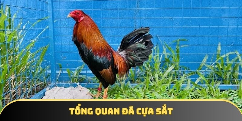 Tổng quan gà đá cựa sắt Tổng quan gà đá cựa sắt