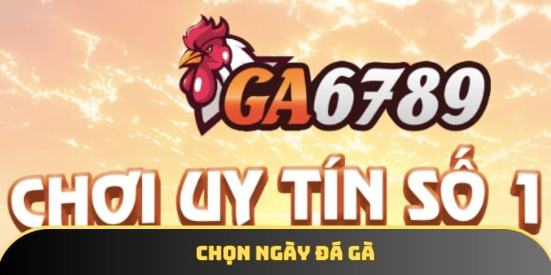 Chọn ngày đá gà hợp mệnh giúp gà sung sức tăng chiến thắng