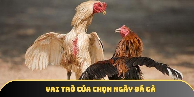 Vai trò của chọn ngày đá gà Vai trò của chọn ngày đá gà