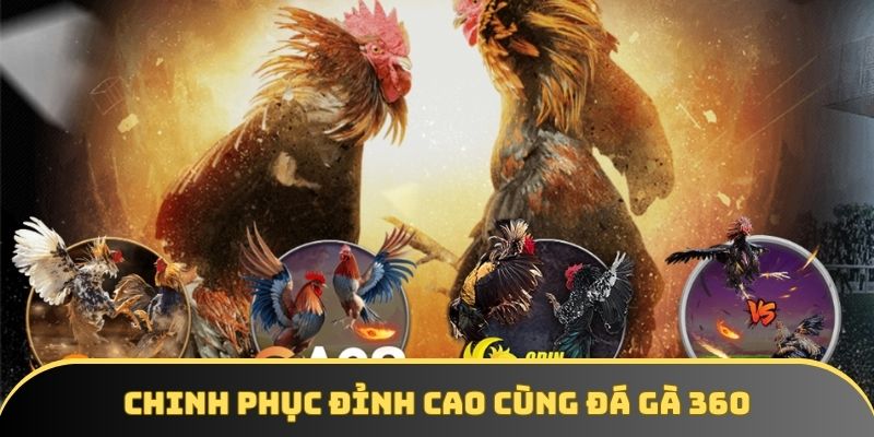 Đá gà 360 – Cùng GA6789 chinh phục đỉnh cao trong cá cược