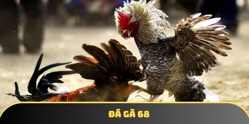 Đá gà 68 kênh cá cược đỉnh cao cho người mê chiến kê