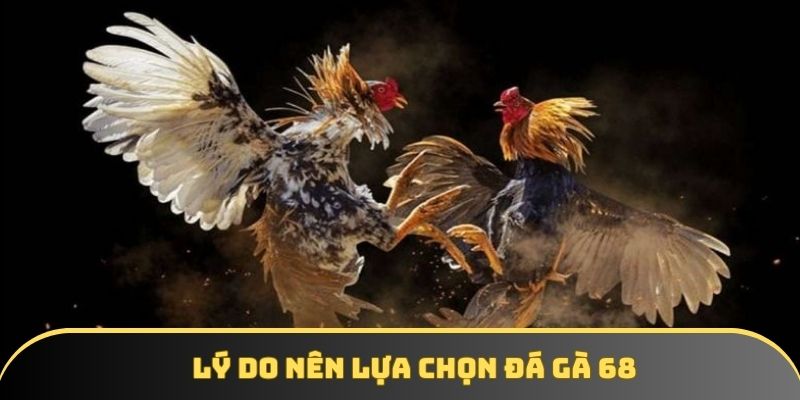 Lý do nên lựa chọn đá gà 68 Lý do nên lựa chọn đá gà 68