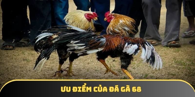 Ưu điểm của đá gà 68 Ưu điểm của đá gà 68