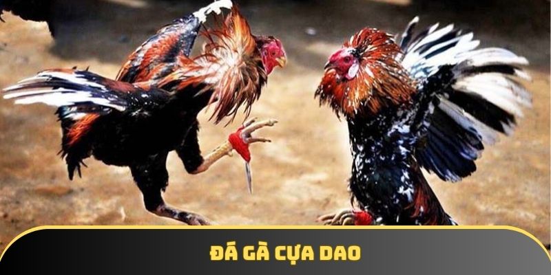 Đá gà cựa dao - Thế giới đá gà máu lửa, tốc độ và kịch tính