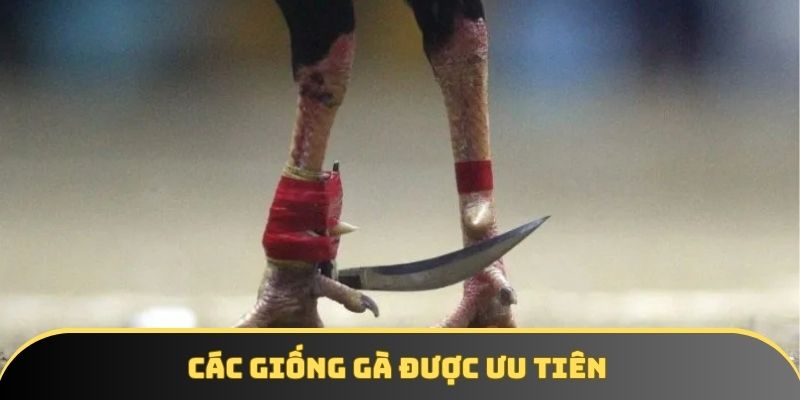 Các giống gà được ưu tiên Các giống gà được ưu tiên