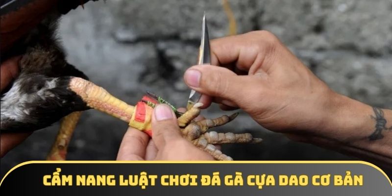 Cẩm nang luật chơi đá gà cựa dao cơ bản Cẩm nang luật chơi đá gà cựa dao cơ bản