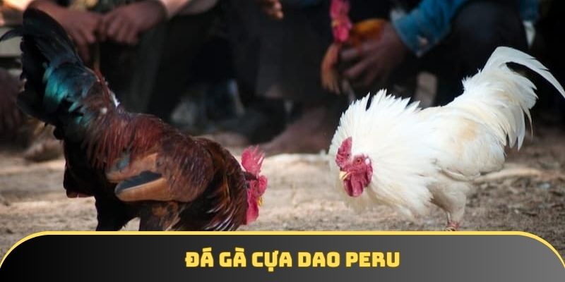 Đá gà cựa dao Peru | Lý giải vì sao lại gây sốt tại Việt Nam