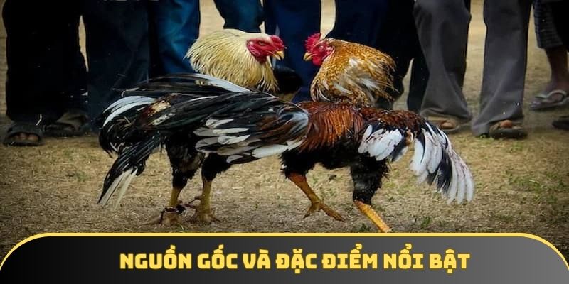 Nguồn gốc và đặc điểm nổi bật Nguồn gốc và đặc điểm nổi bật