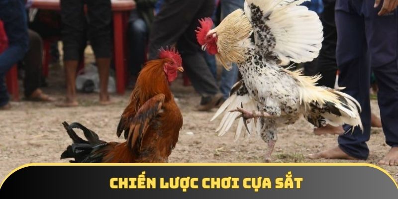 Chiến lược chơi cựa sắt Chiến lược chơi cựa sắt