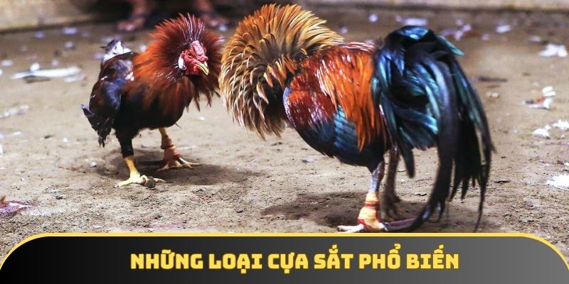 Những loại cựa sắt phổ biến Những loại cựa sắt phổ biến