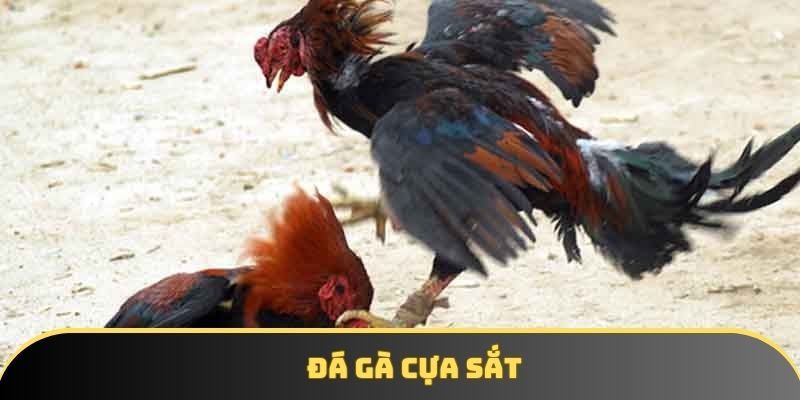 Đá gà cựa sắt Ga6789 - Cuộc chiến nảy lửa giữa các chiến kê