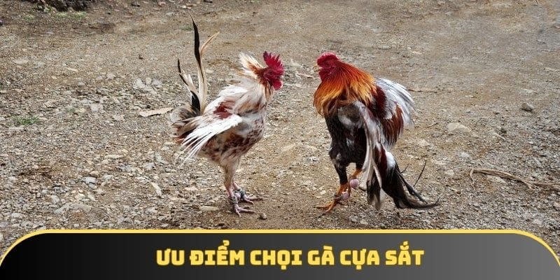 Ưu điểm chọi gà cựa sắt Ưu điểm chọi gà cựa sắt