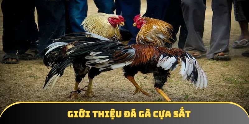Giới thiệu đá gà cựa sắt Giới thiệu đá gà cựa sắt