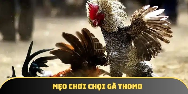 Mẹo chơi chọi gà thomo Mẹo chơi chọi gà thomo