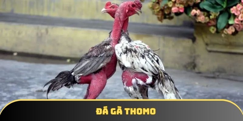 Đá gà thomo tại Ga6789 - Trận đấu hấp dẫn không thể bỏ lỡ