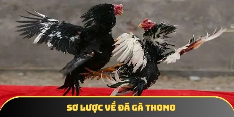 Sơ lược về đá gà thomo Sơ lược về đá gà thomo