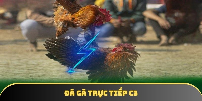 Đá gà trực tiếp c3 - Sân chơi cá cược uy tín, sôi động