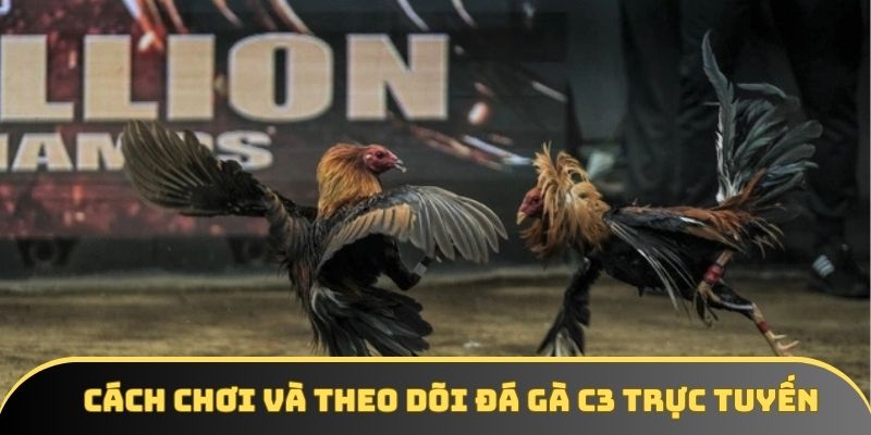 Cách chơi và theo dõi đá gà C3 trực tuyến Cách chơi và theo dõi đá gà C3 trực tuyến