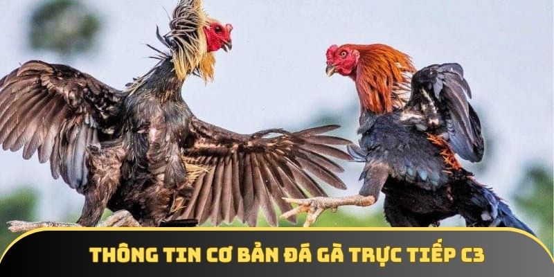 Thông tin cơ bản đá gà trực tiếp c3 Thông tin cơ bản đá gà trực tiếp c3