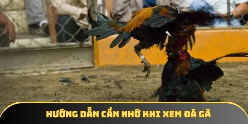 Hướng dẫn cần nhớ khi xem đá gà Hướng dẫn cần nhớ khi xem đá gà