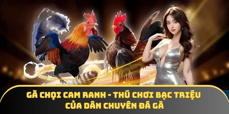 Gà chọi Cam Ranh – Thú chơi bạc triệu của dân chuyên đá gà