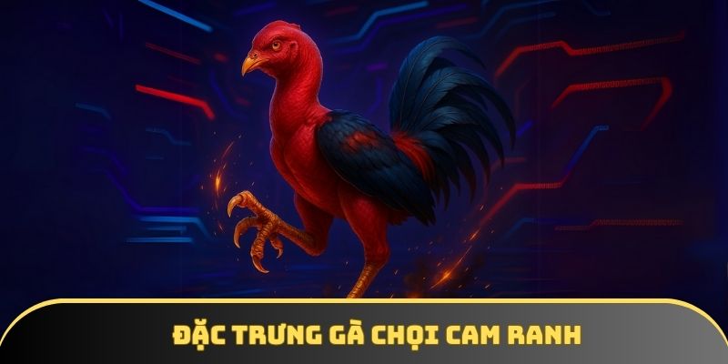 Đặc trưng gà chọi Cam Ranh