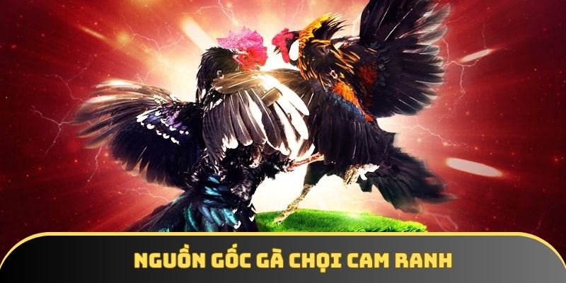 Nguồn gốc gà chọi Cam Ranh