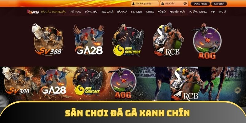 Sân chơi đá gà xanh chín