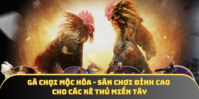 Gà chọi Mộc Hóa – Sân chơi đỉnh cao cho các kê thủ miền Tây