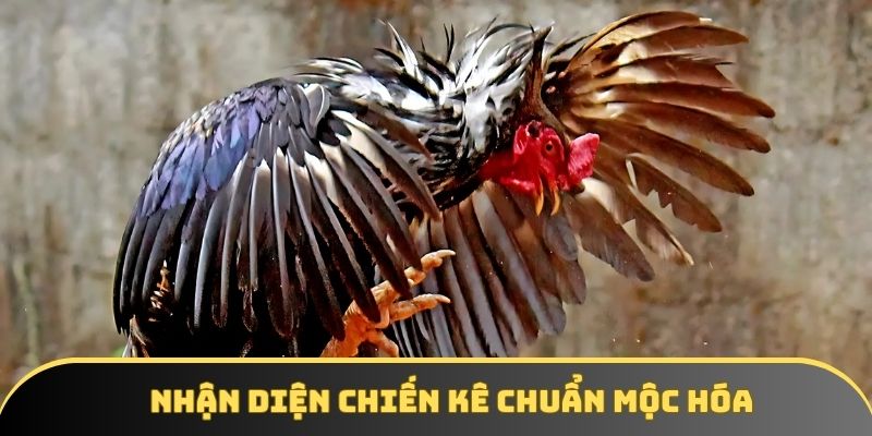 Nhận diện chiến kê chuẩn Mộc Hóa