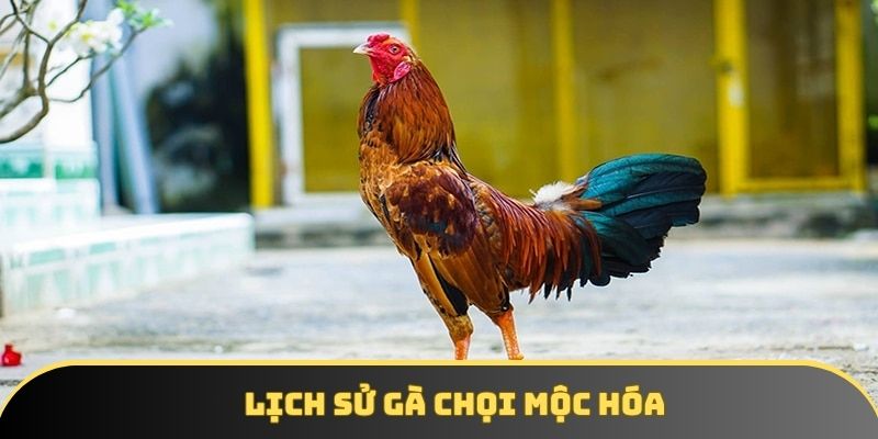 Lịch sử gà chọi Mộc Hóa