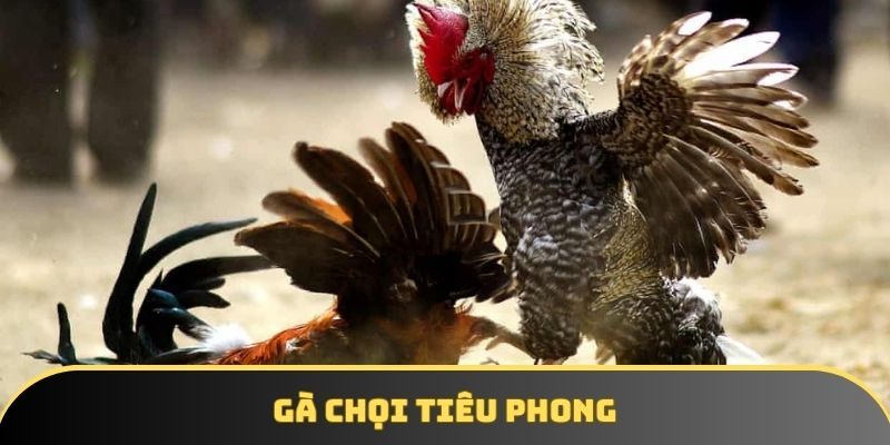Gà chọi tiêu phong – Lựa chọn hoàn hảo cho giới đam mê đá gà